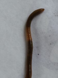 Jumping worm - MN Dept of Natural Resources